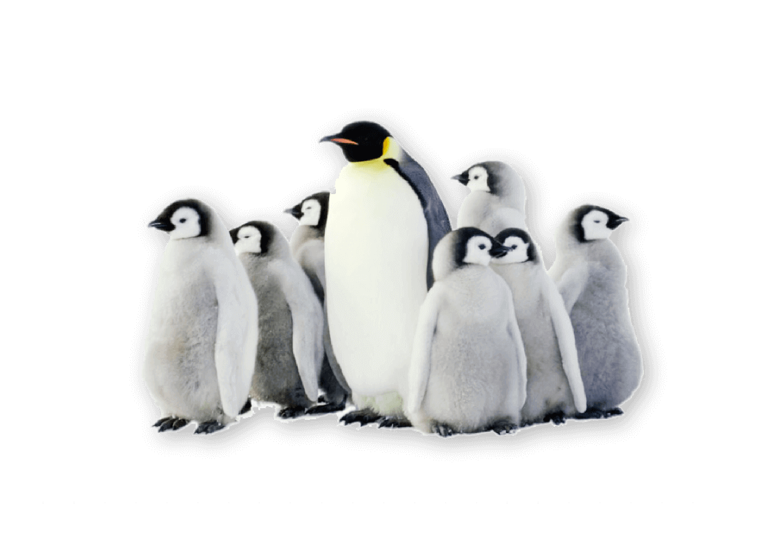 Cute swarms of penguins