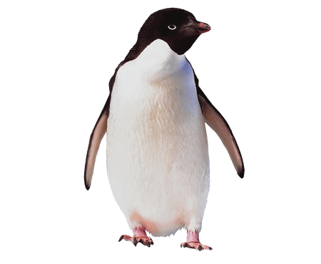 Penguin Bird