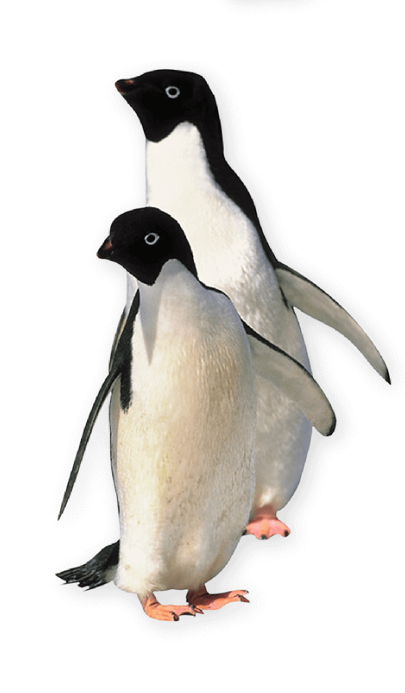 penguin